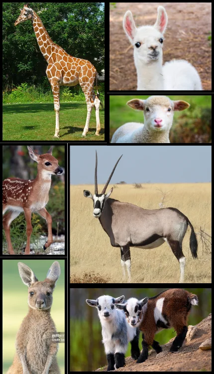 Exotic Animals
