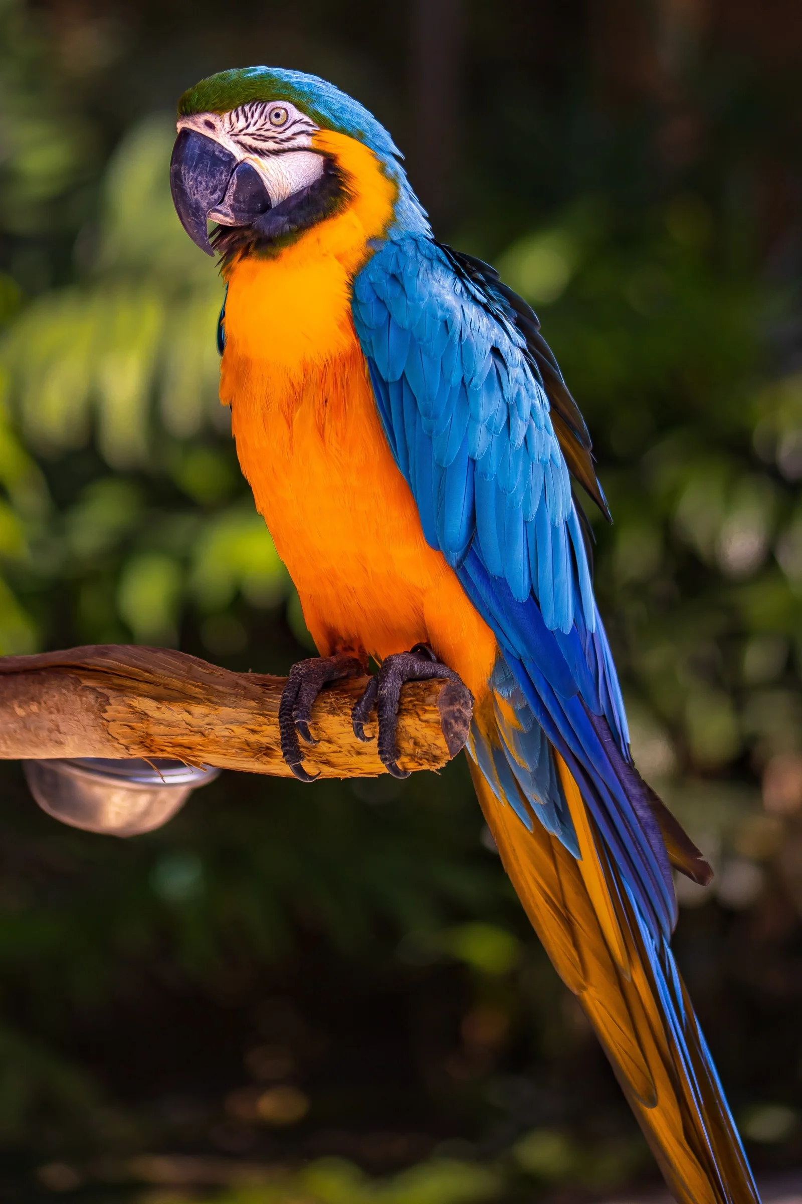Birds