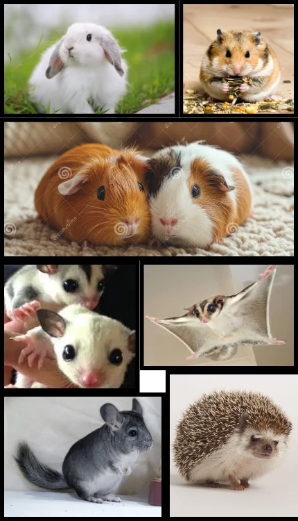 Rodents