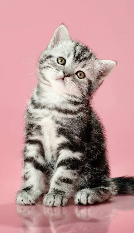 Cats & Kittens