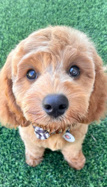 Dogs & Puppie