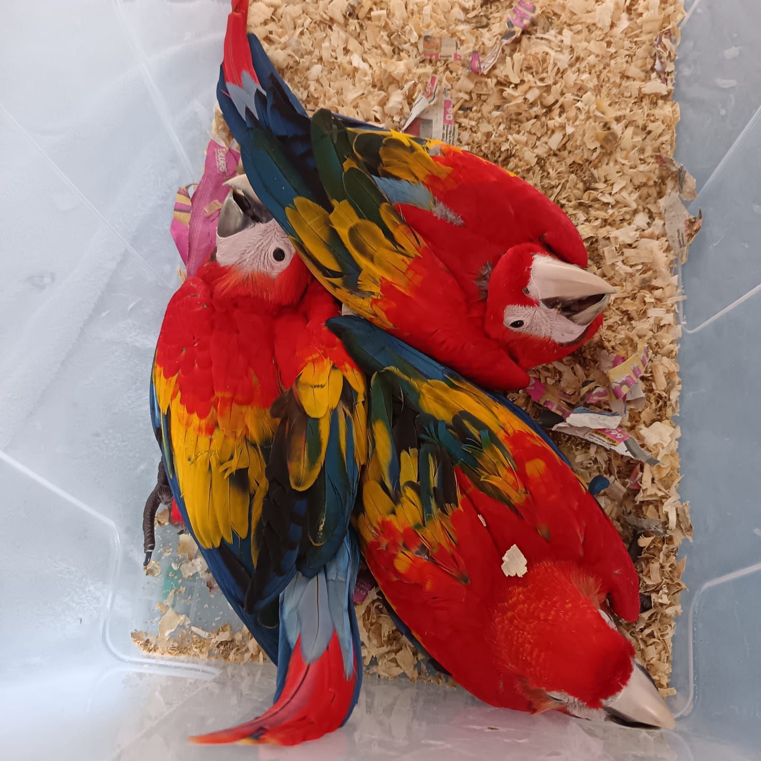 Scarlet Macaw 😍
