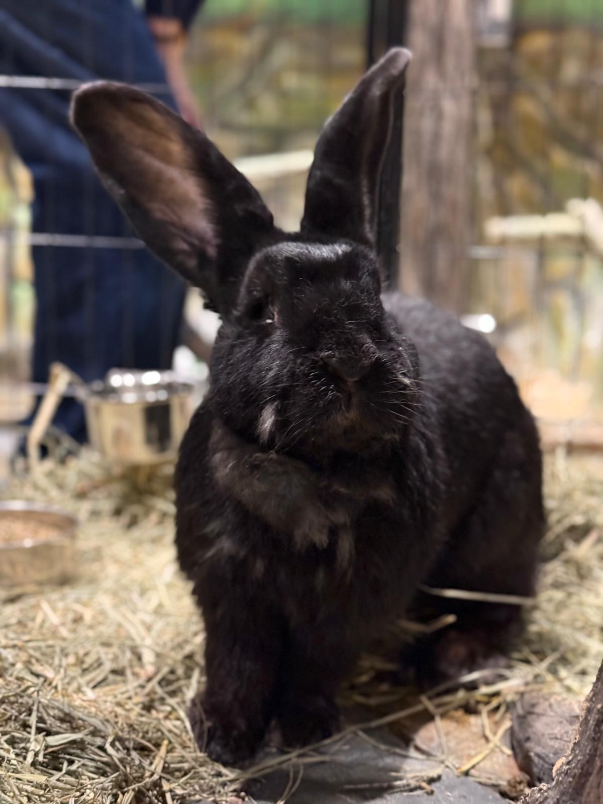 Flemish Giant Rabbit 😍