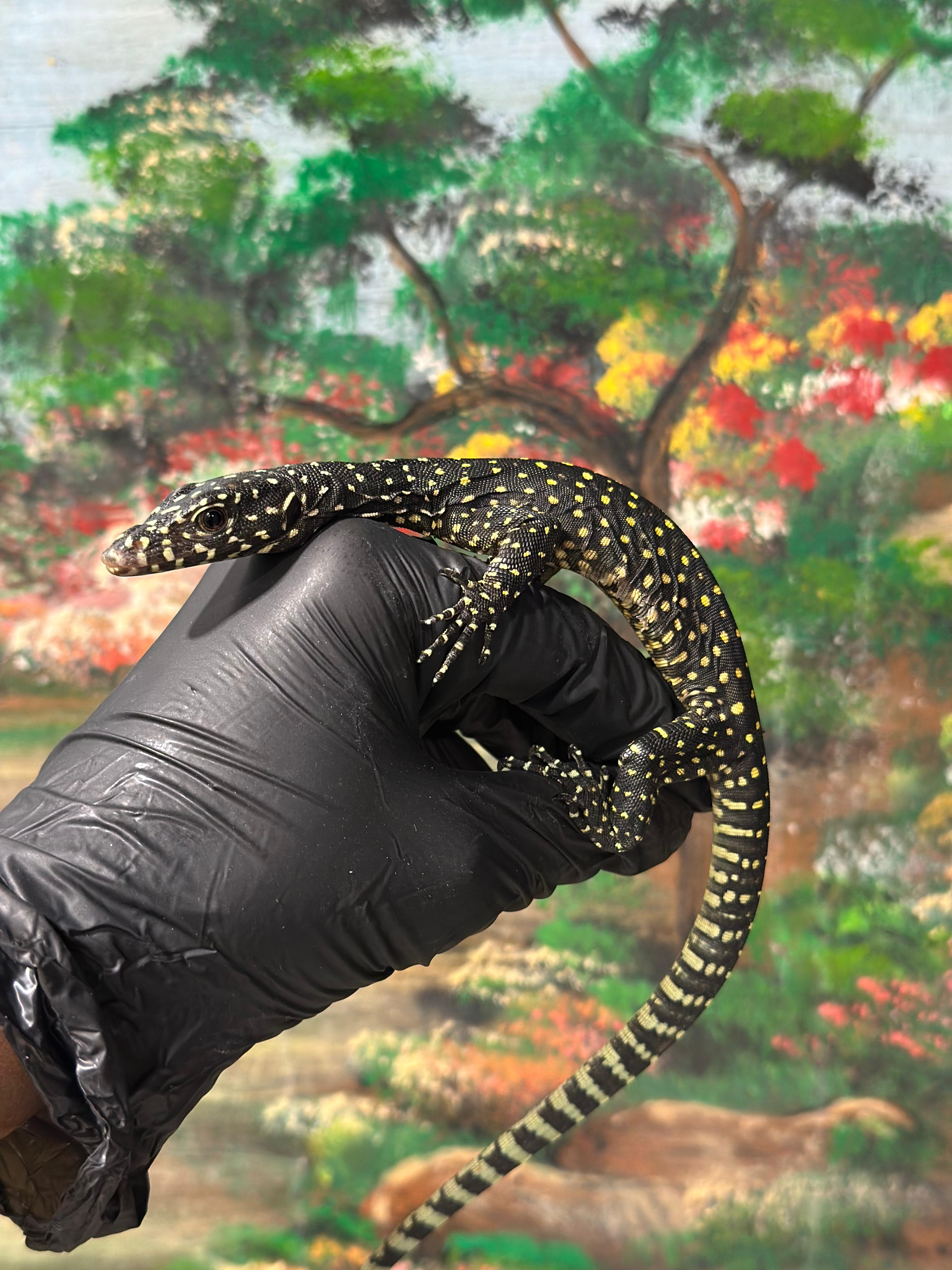 Blue Tail Monitor 😍