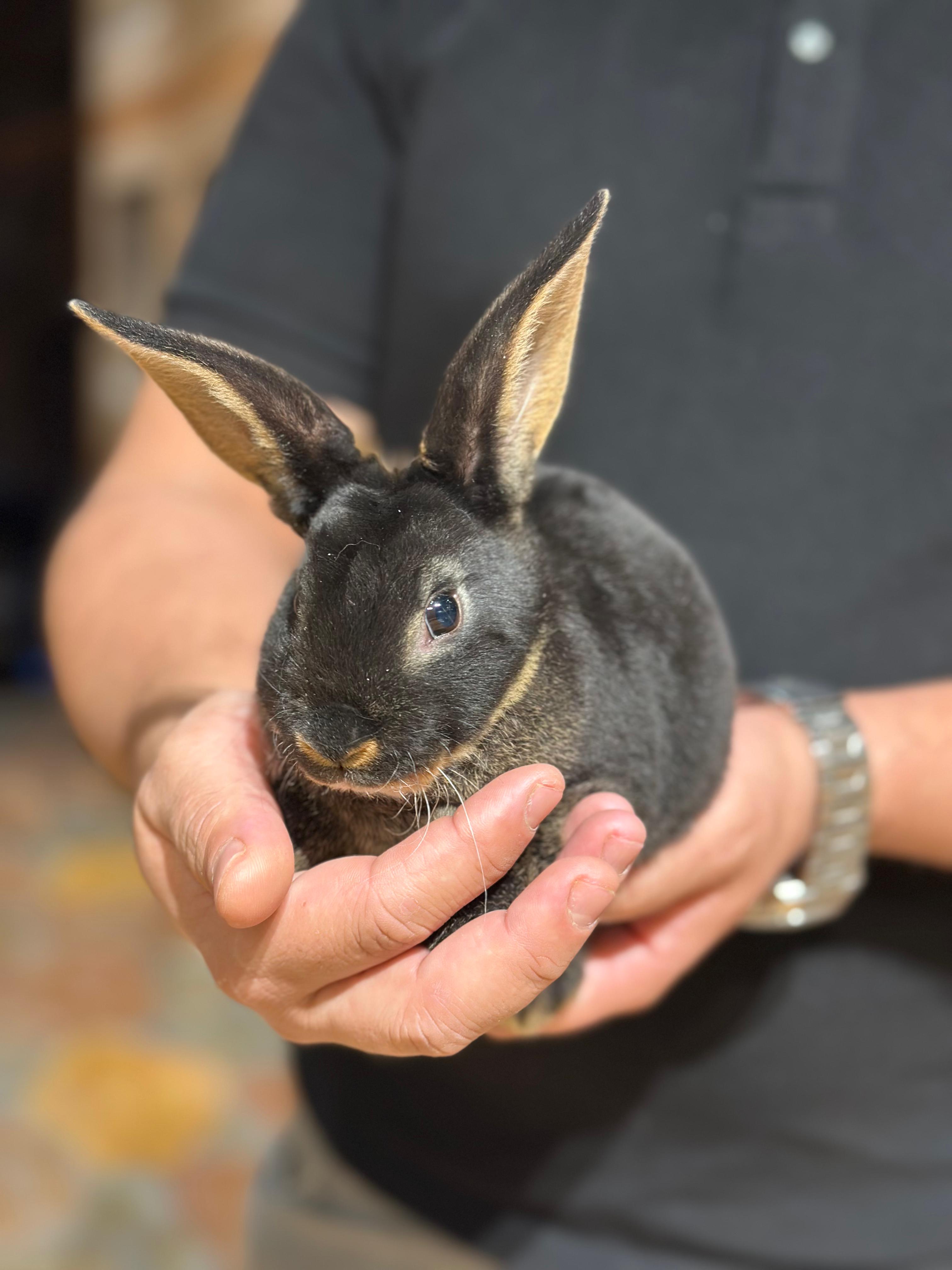 Rex Rabbit 😍