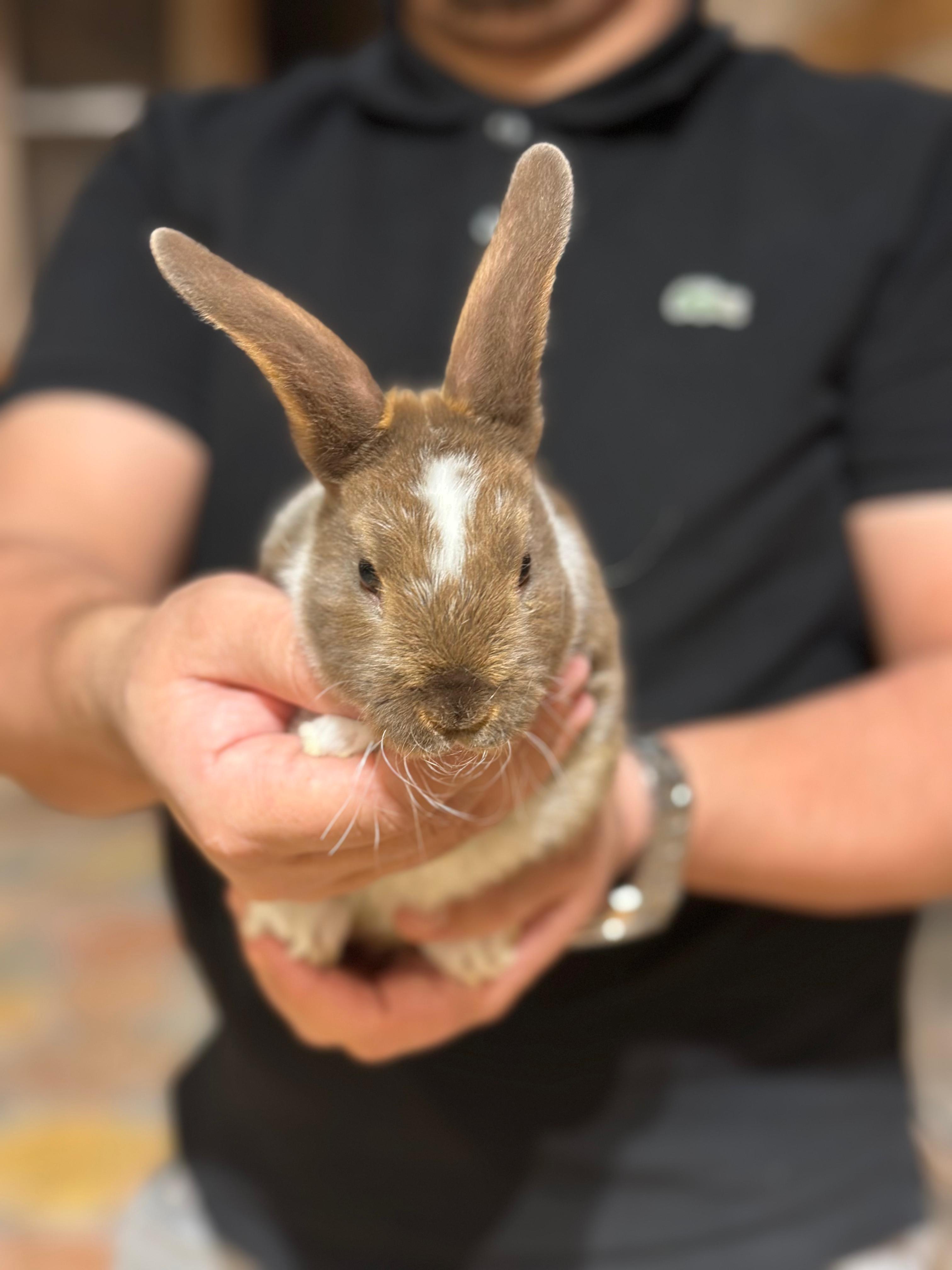 Rex Rabbit 😍