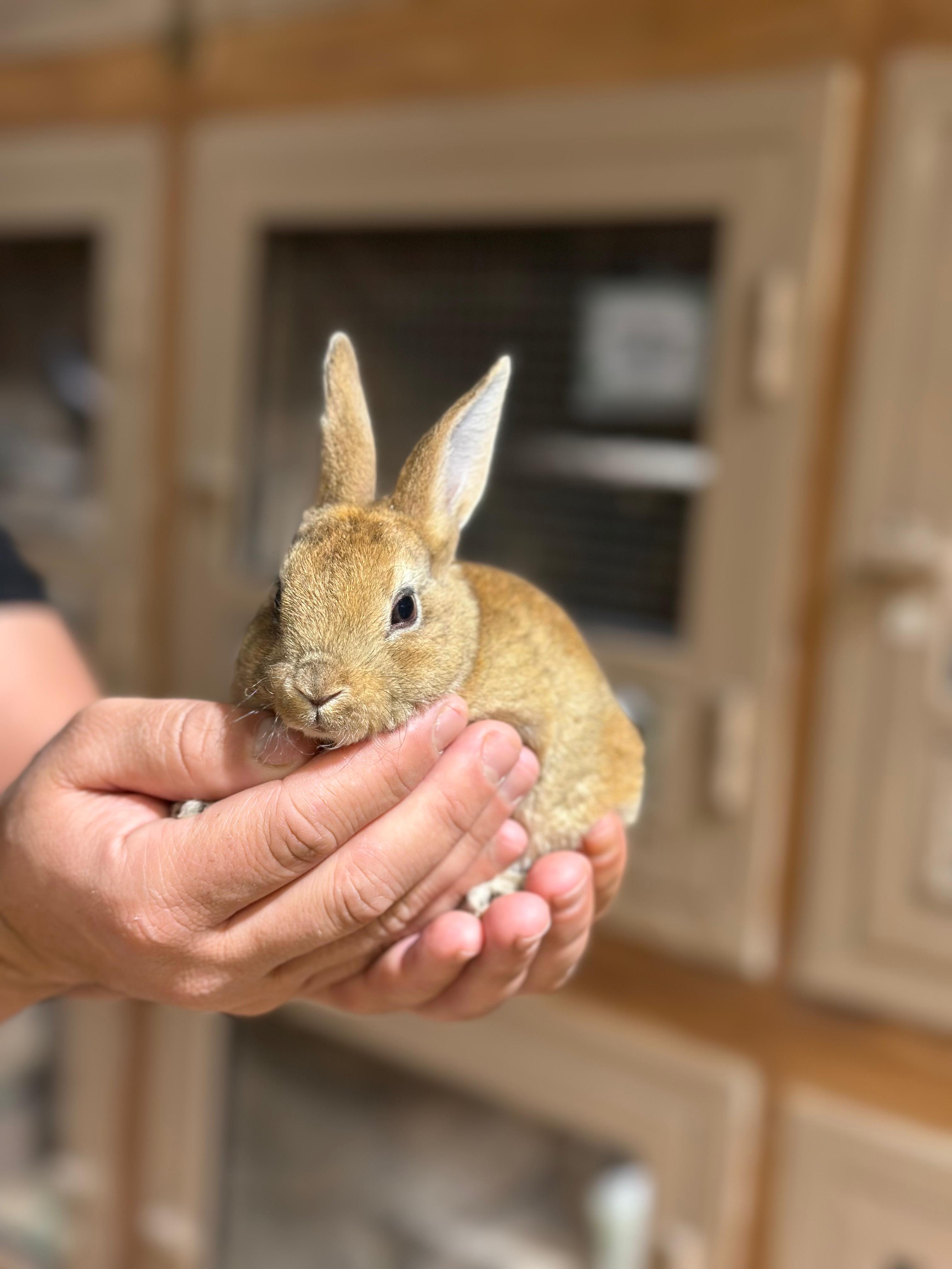 Rex Rabbit 😍