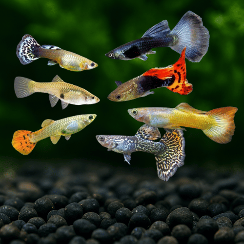 Guppy Mix Color 😍
