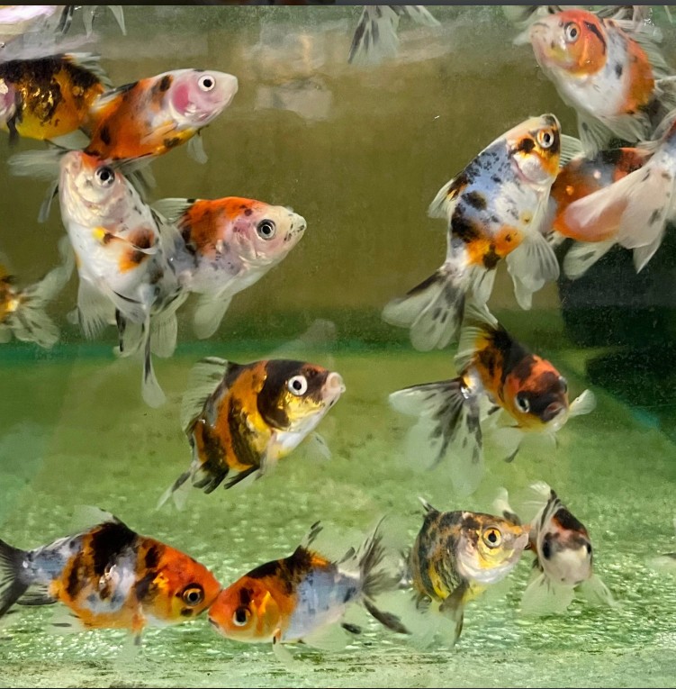 Fantail Goldfish Calico Mixed😍