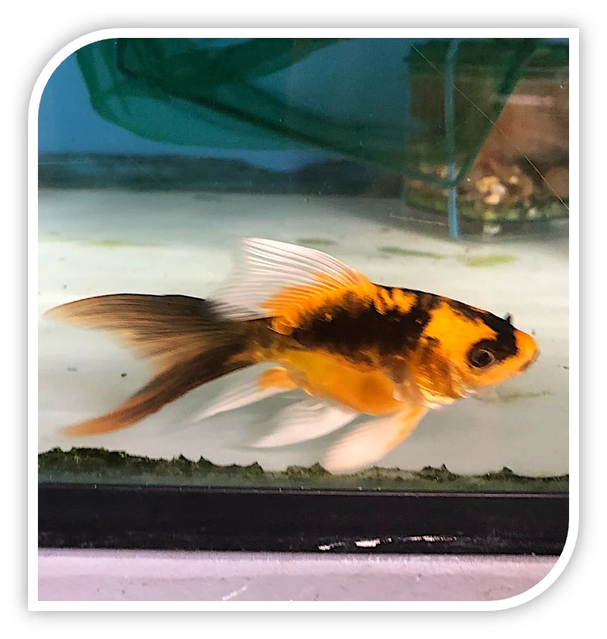 Mayan Butterfly Koi  😍