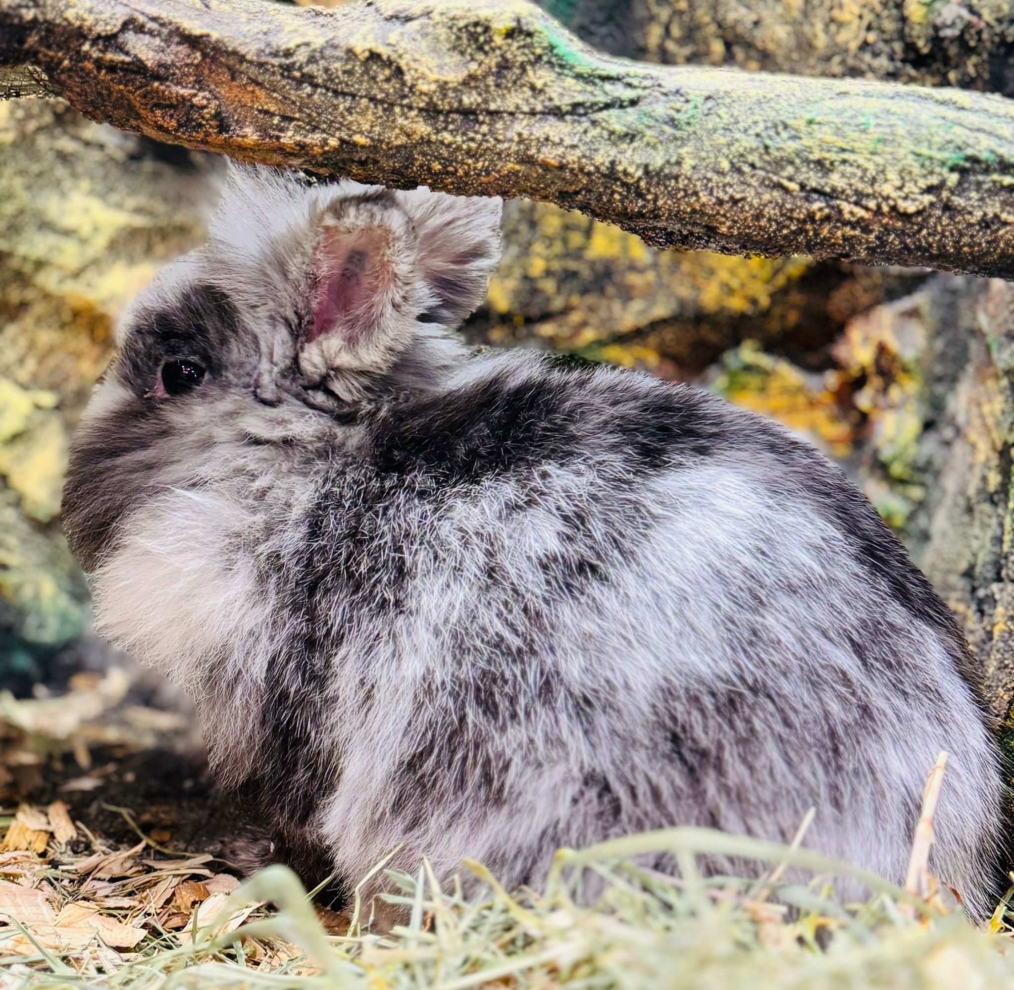 Netherland Dwarf 😍