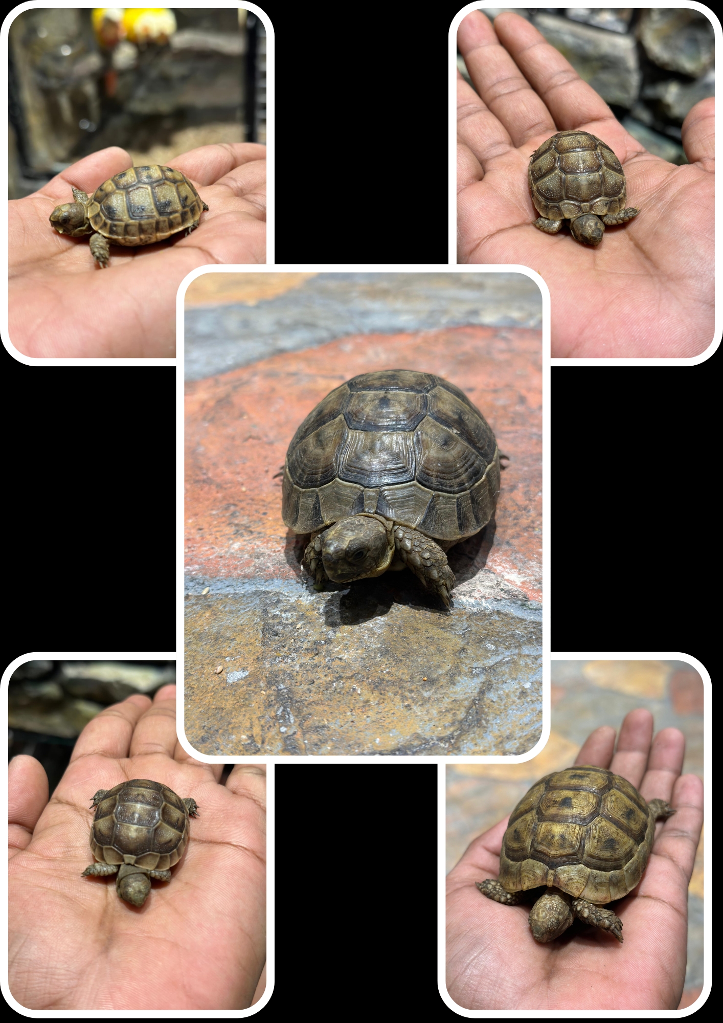 Turtle 😍