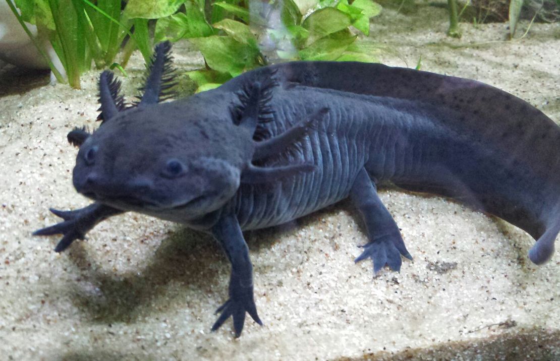 Axolotl 😍