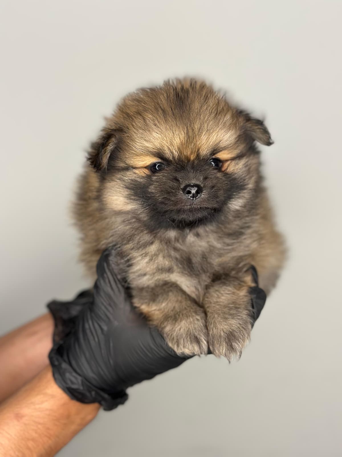 Pomeranian 😍