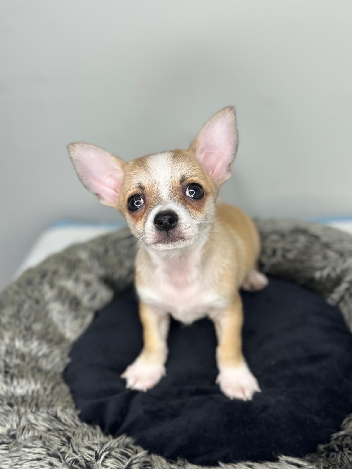 Chihuahua 😍