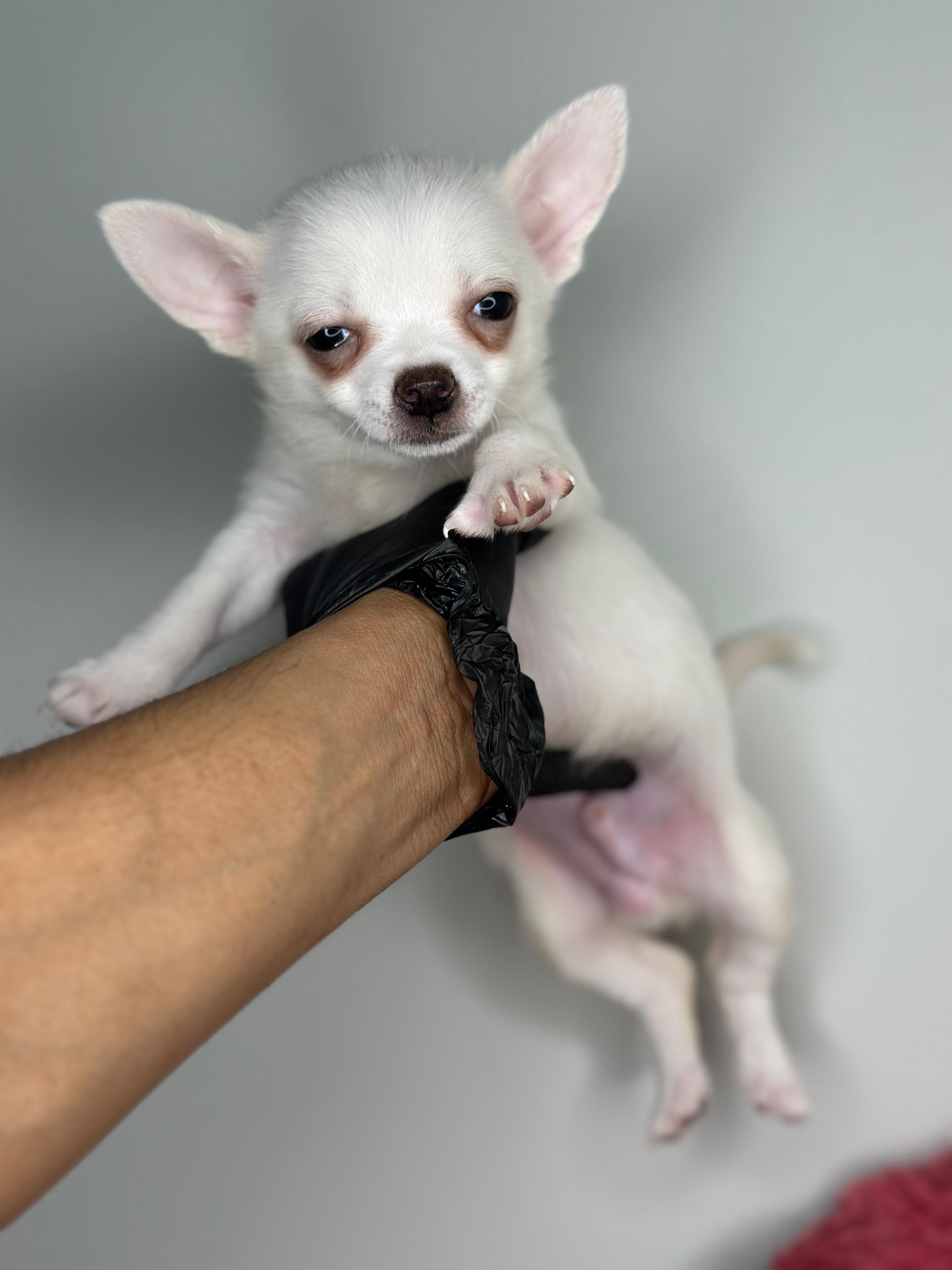 Chihuahua 😍