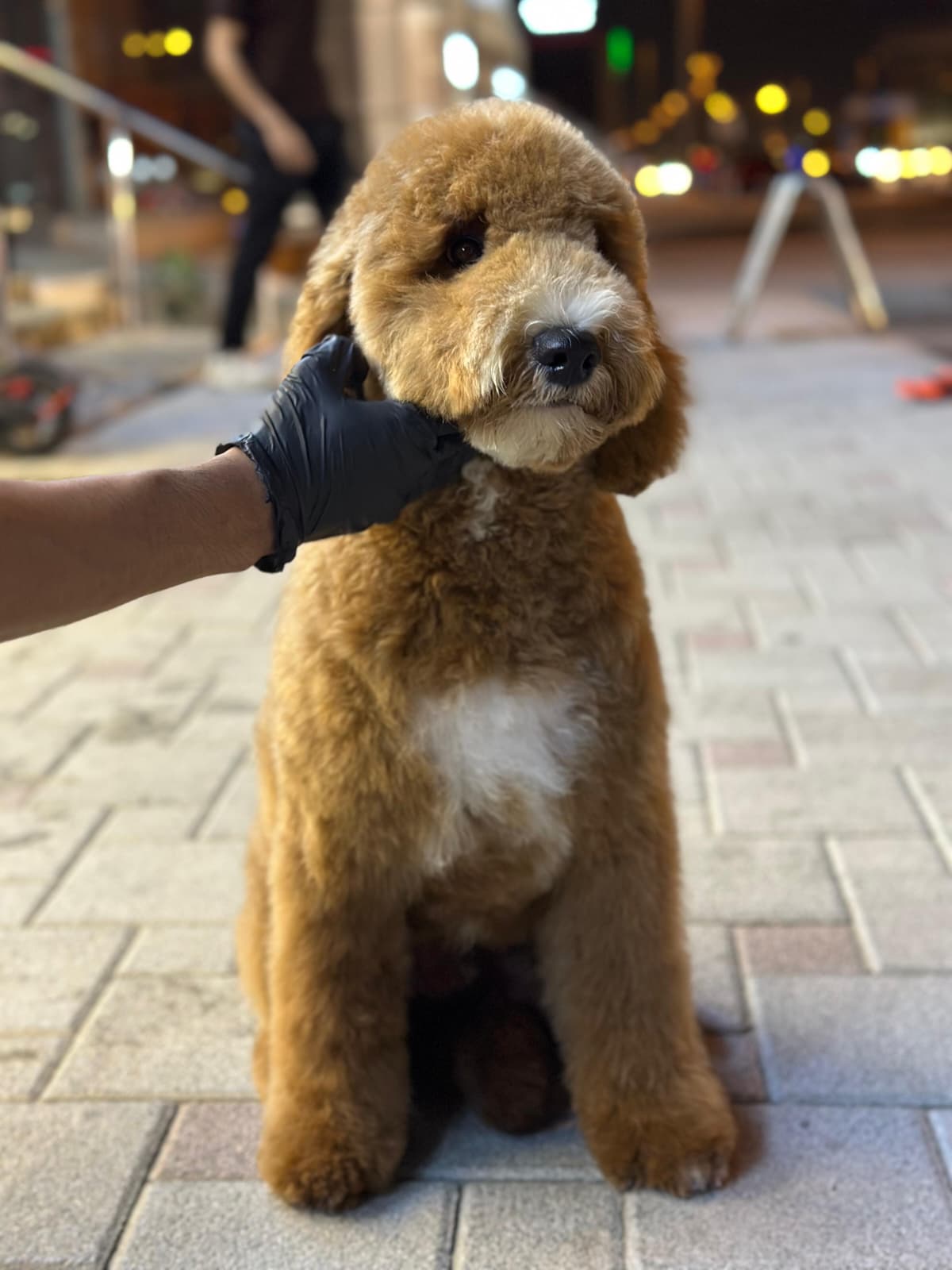 Golden Doodle 😍