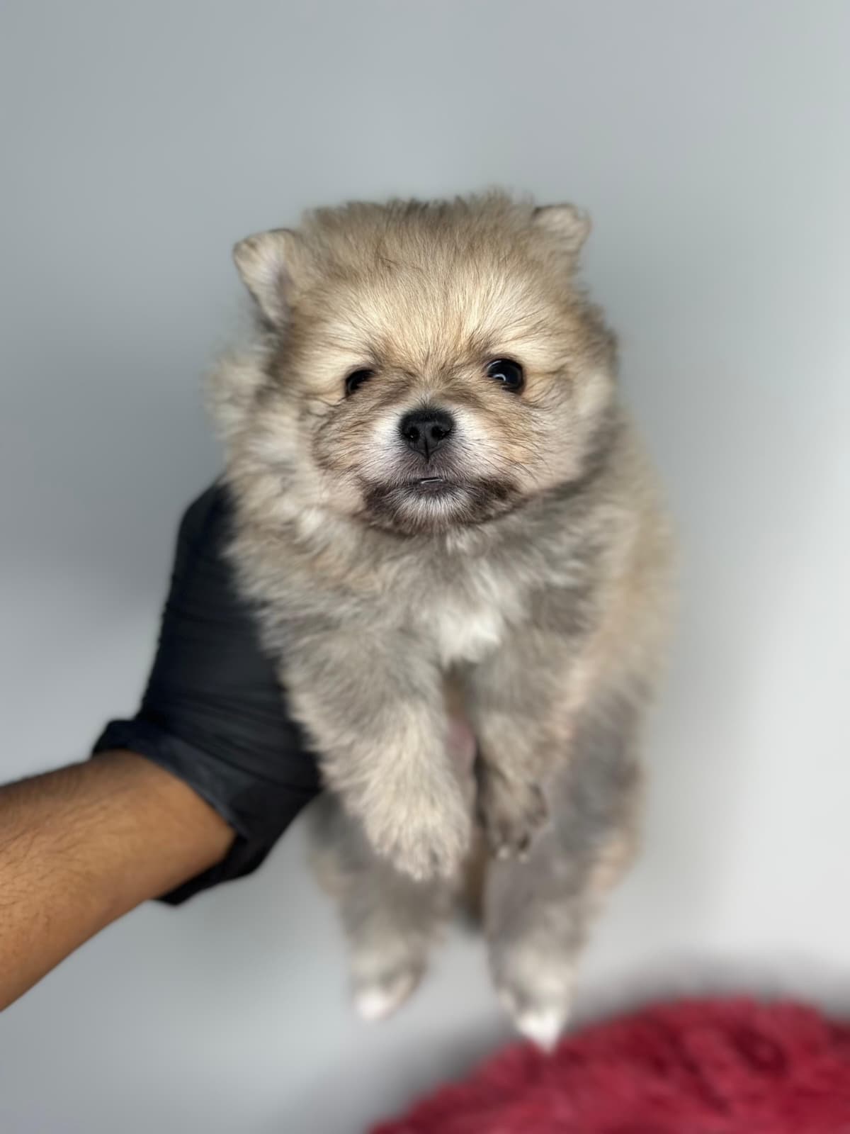 Pomeranian 😍