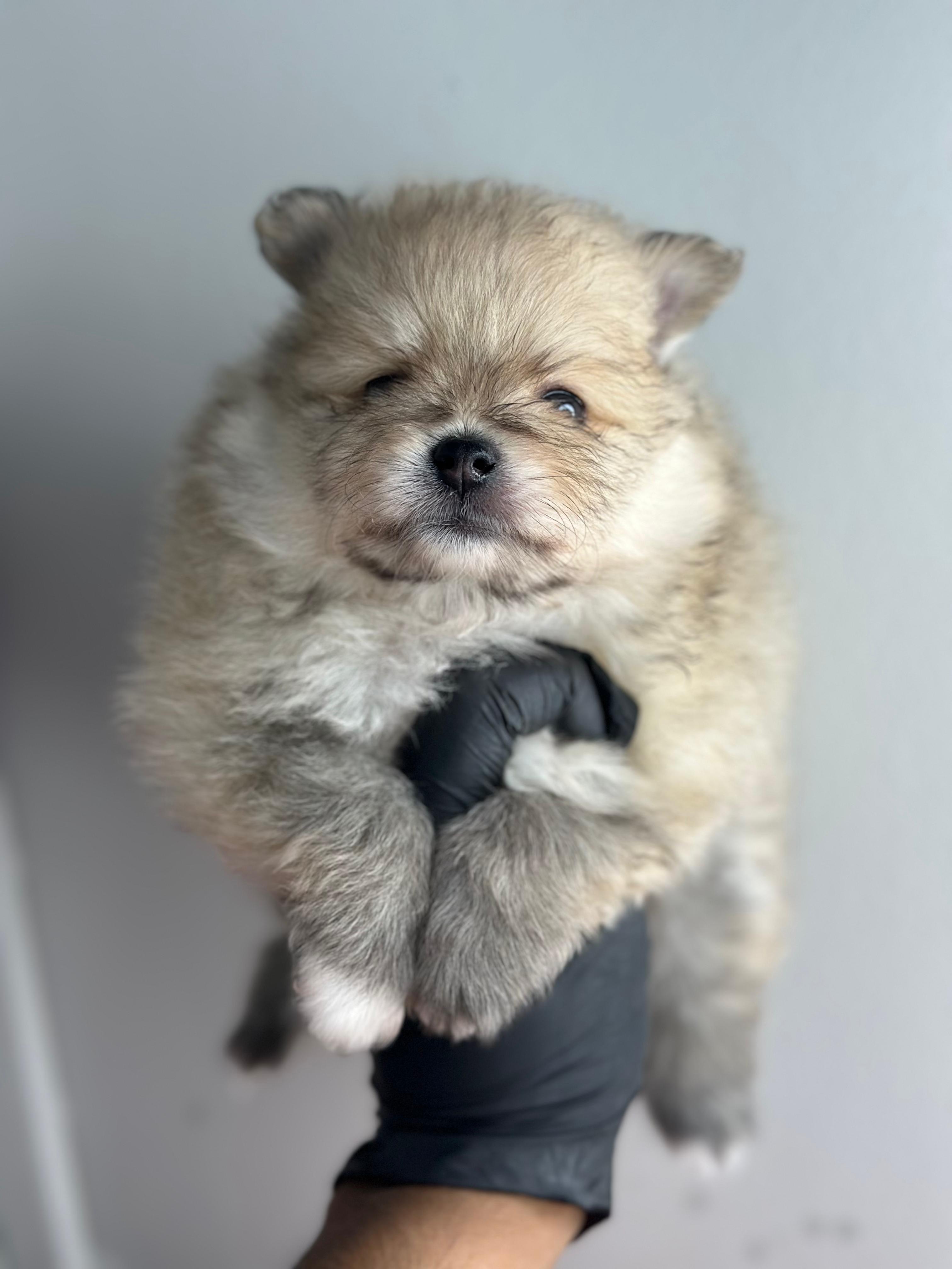 Pomeranian 😍
