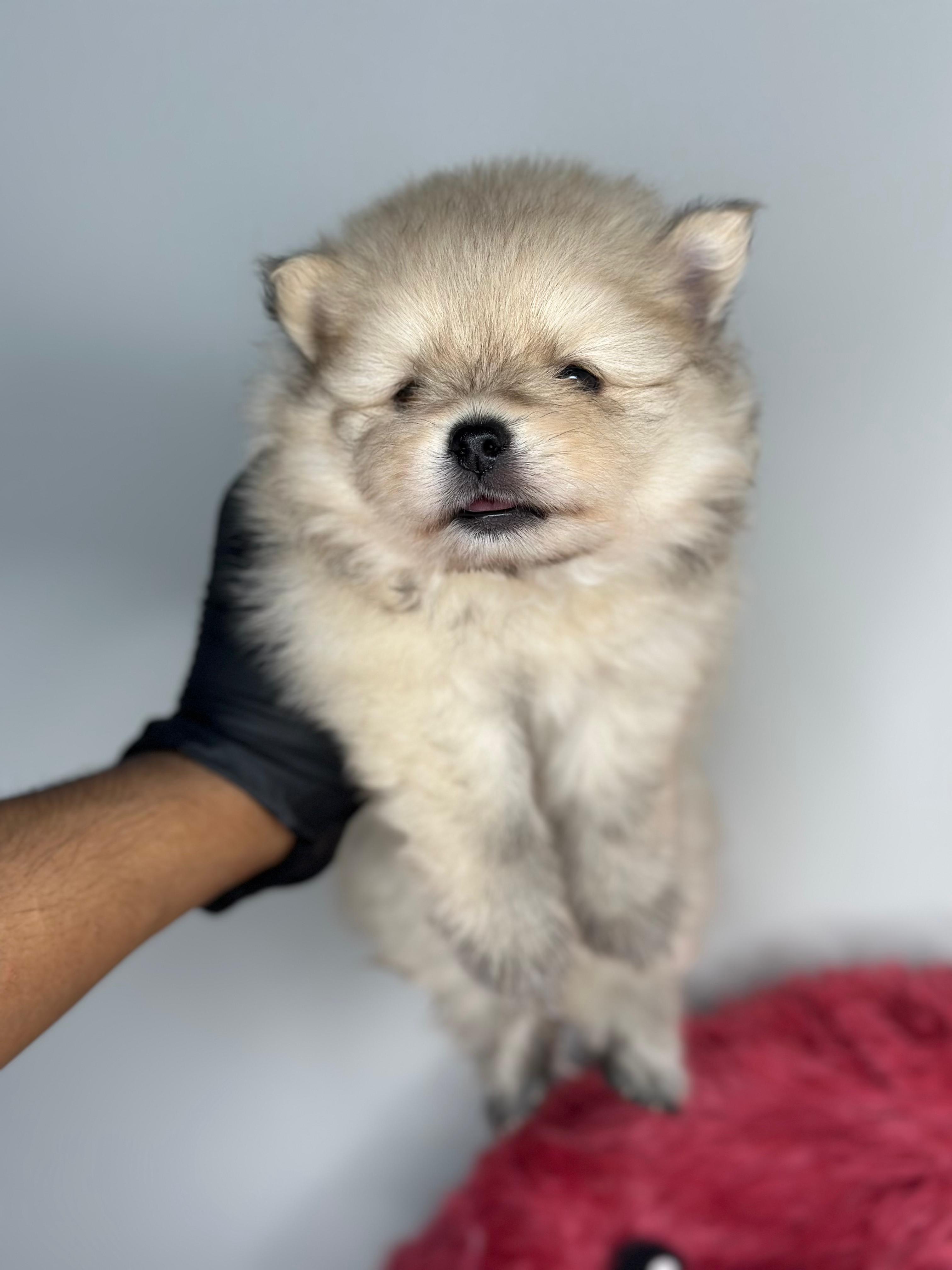 Pomeranian 😍