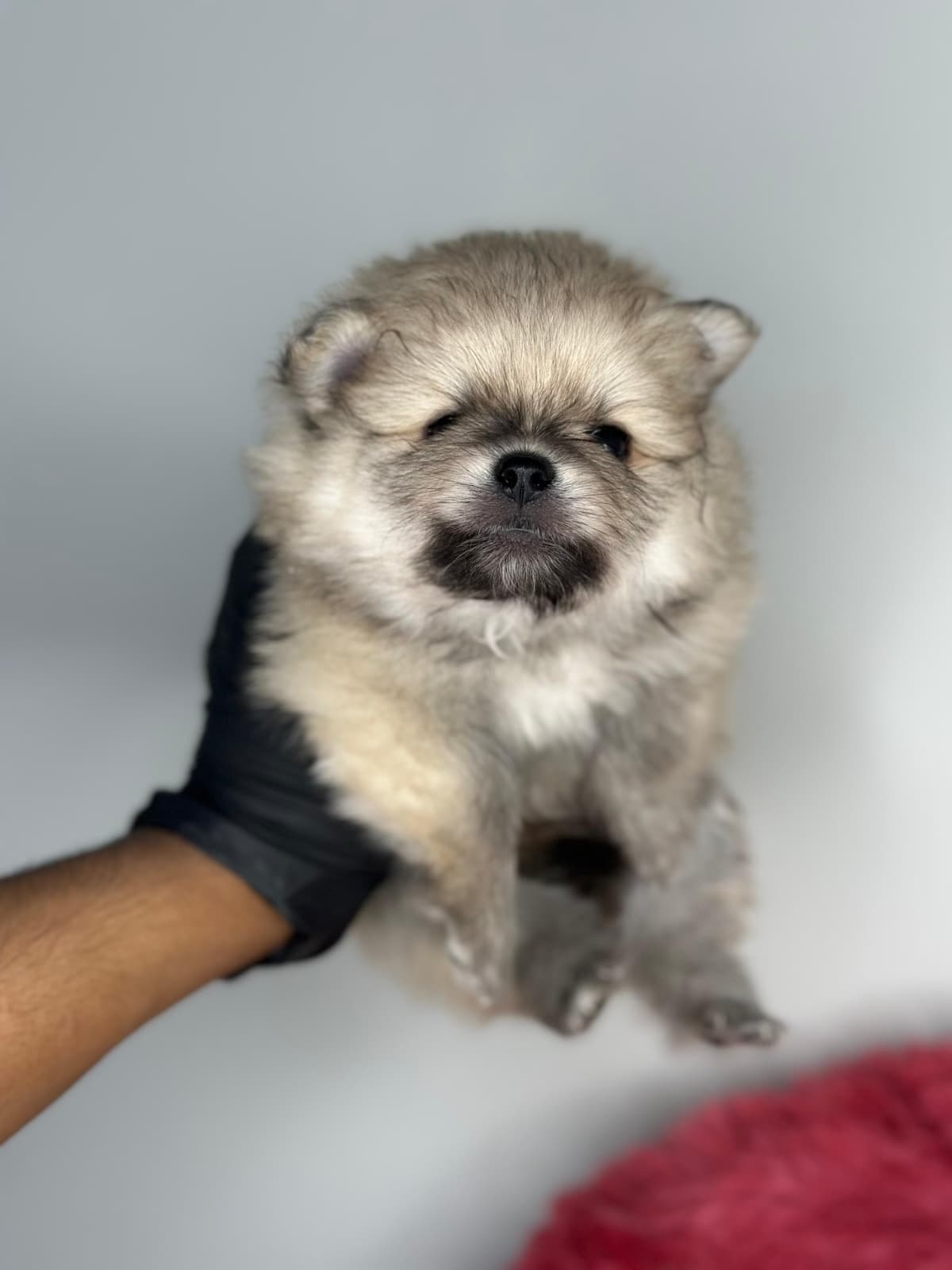 Pomeranian 😍