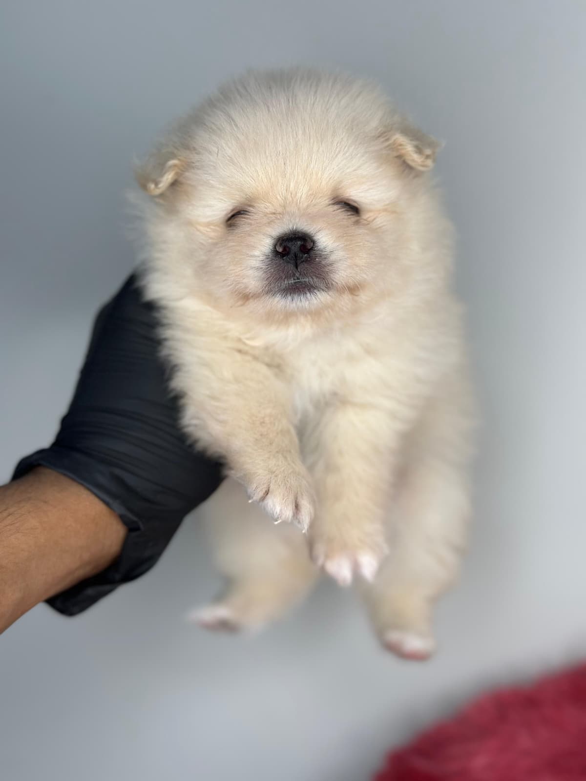 Pomeranian 😍