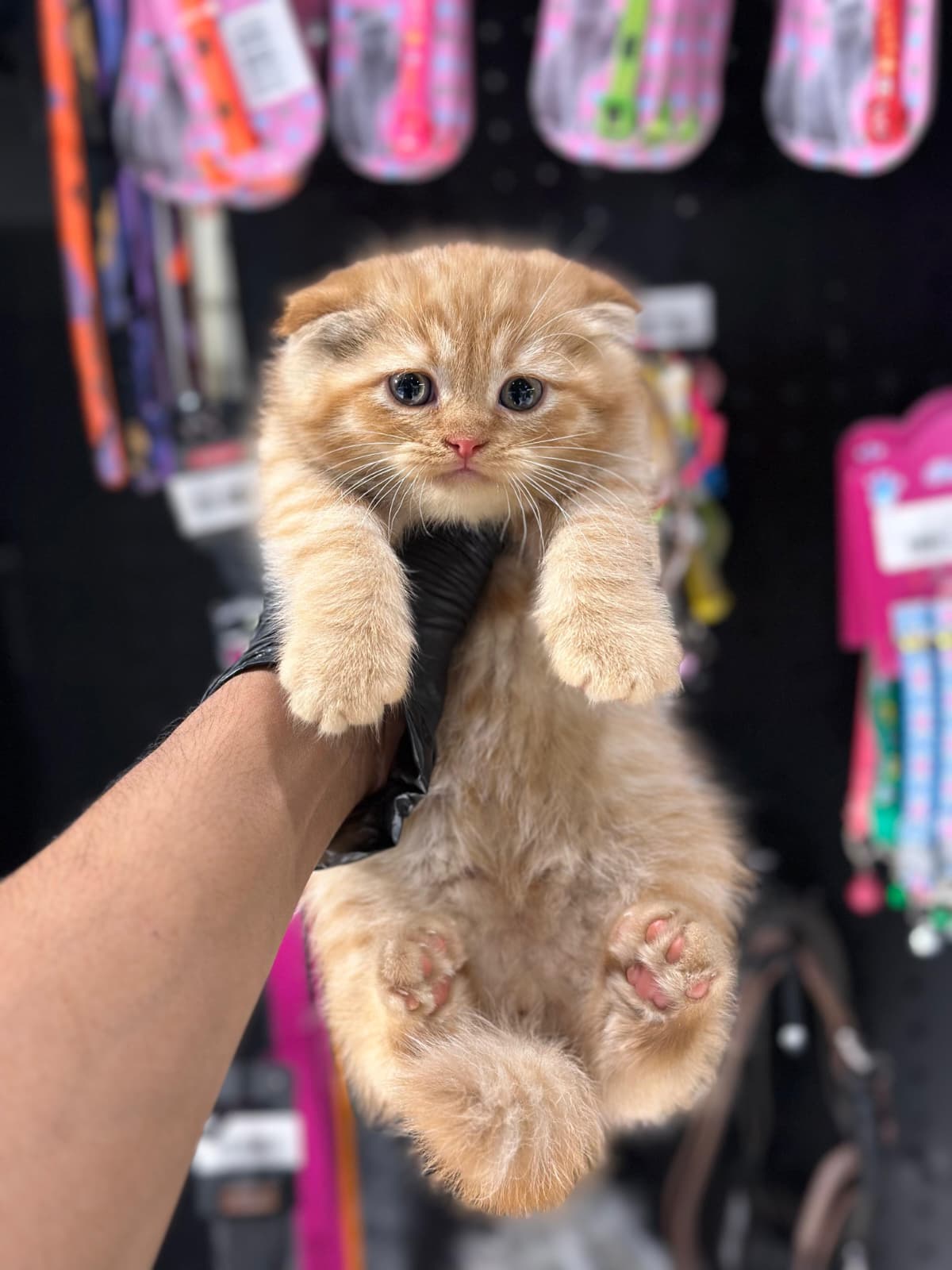 Scottish Fold 😍