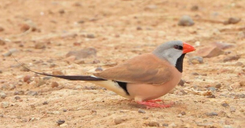 Long Tailed Finch 😍