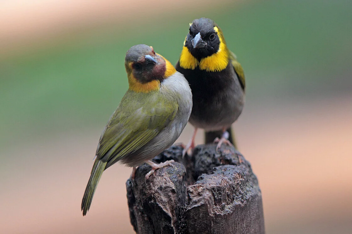 Cuban Grassquit 😍
