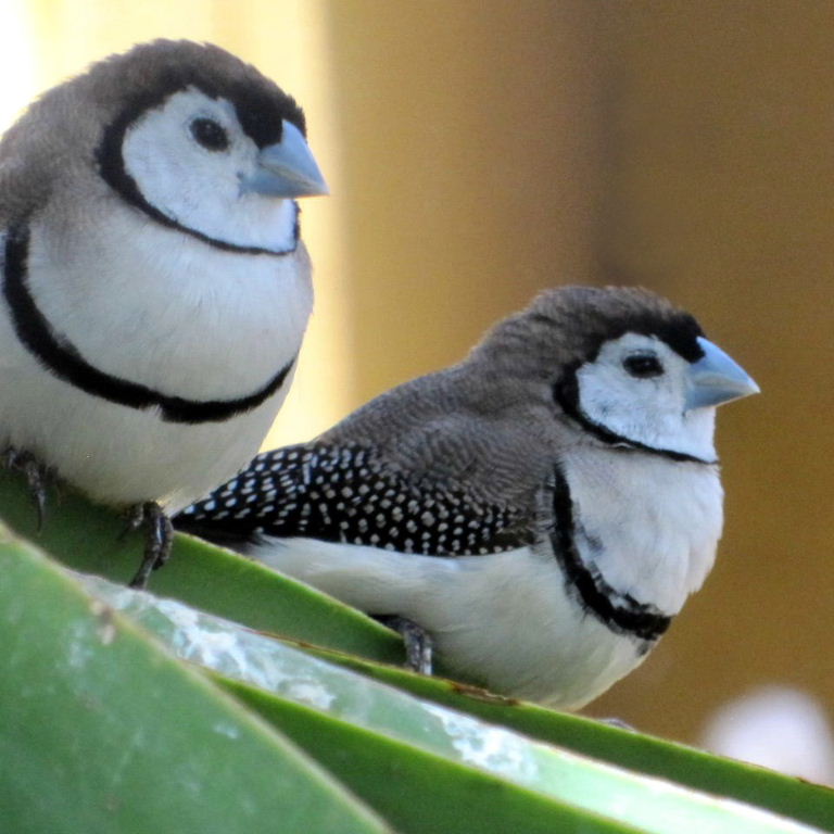 Double Barred Finch 😍