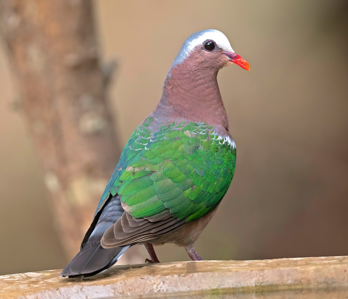 Emerald Dove 😍