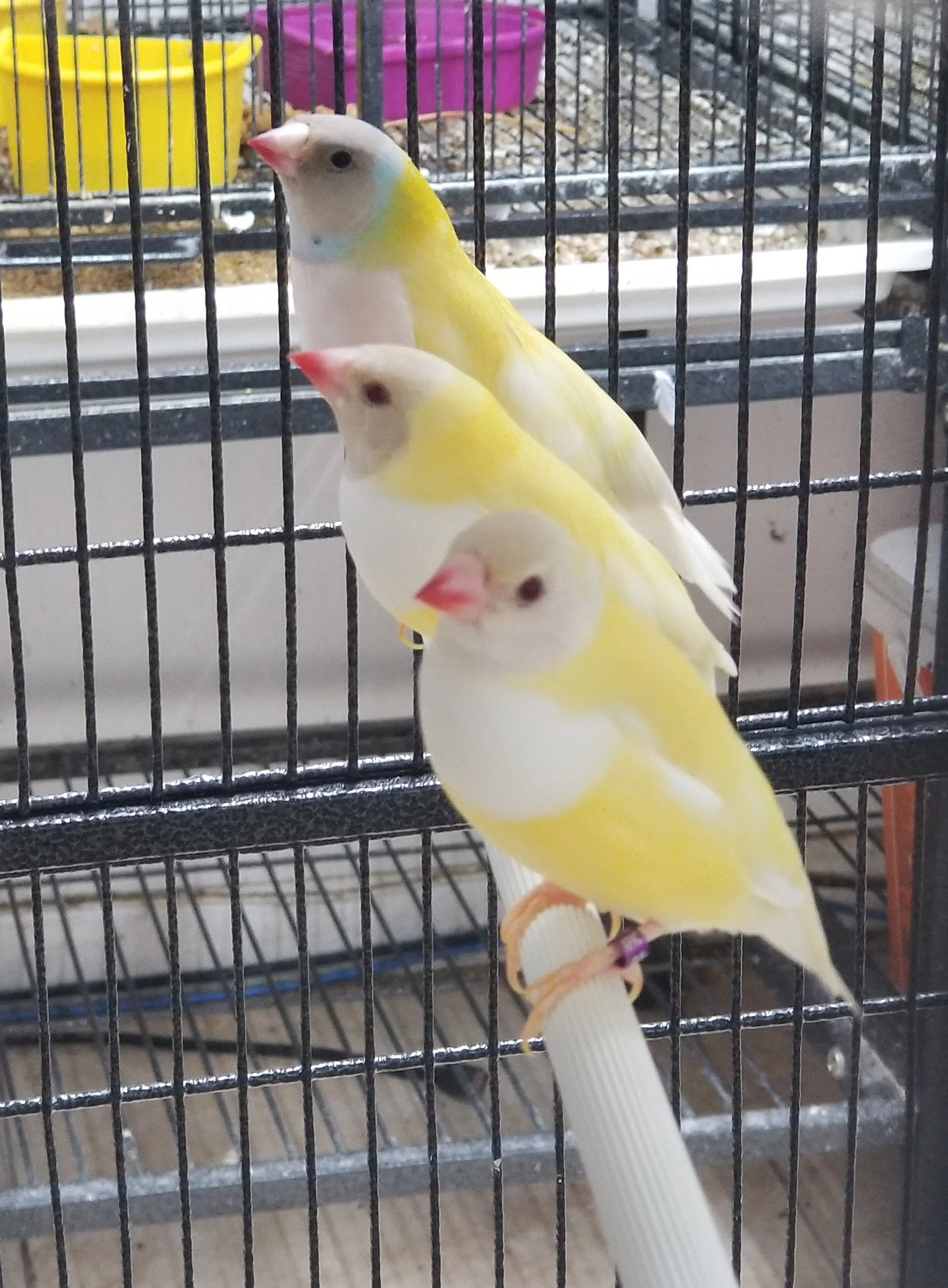 Gouldian Finch Lutino 😍