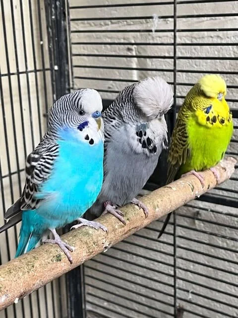 English Budgie 😍