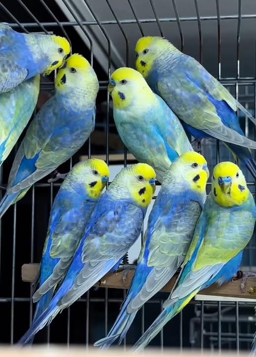 Rainbow Budgie 😍