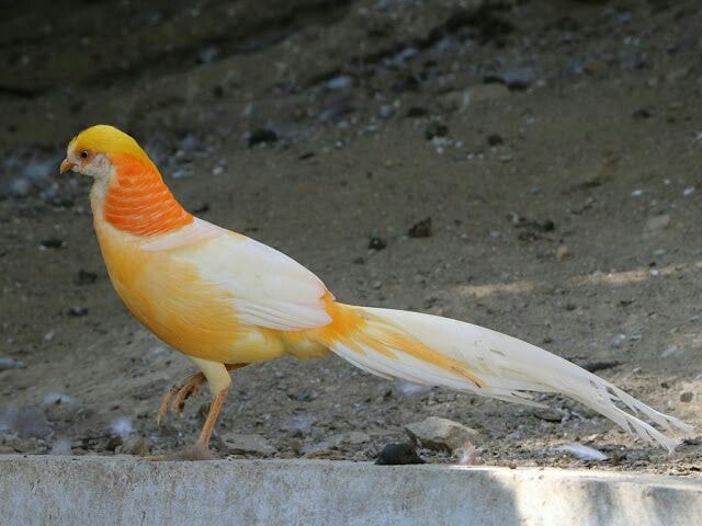 Golden Peach Pheasant 😍