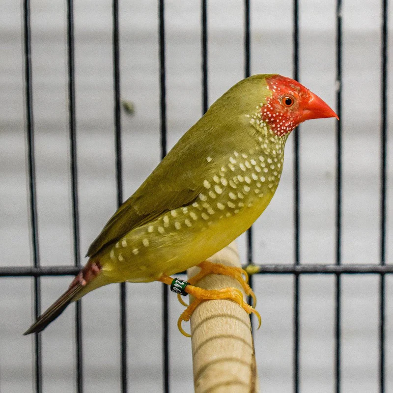 Star Finch 😍