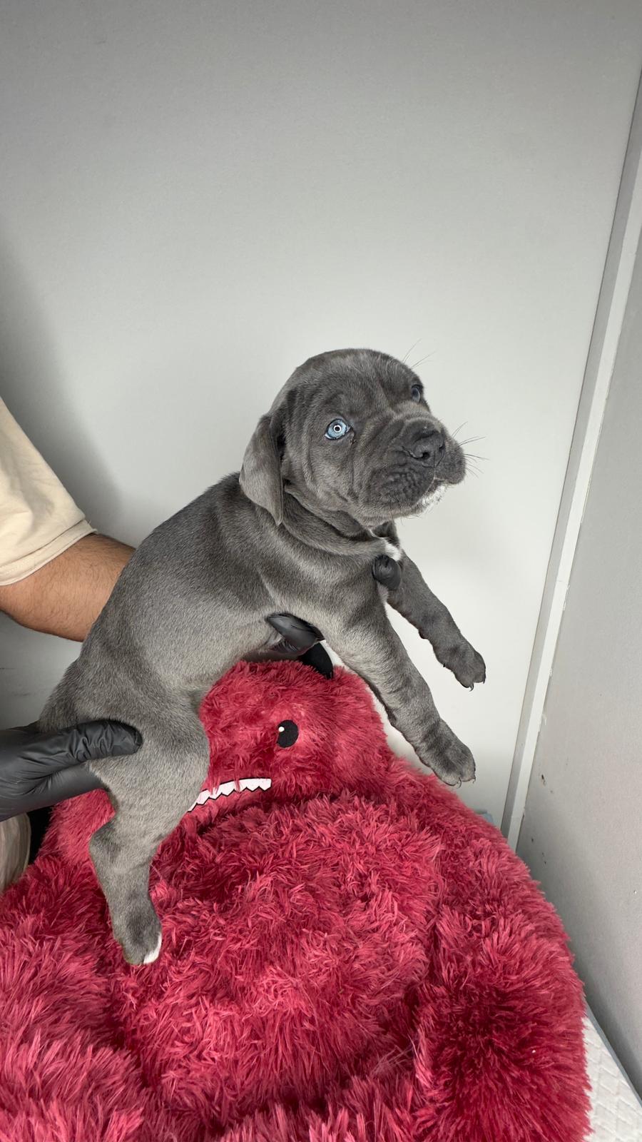 Cane Corso 😍