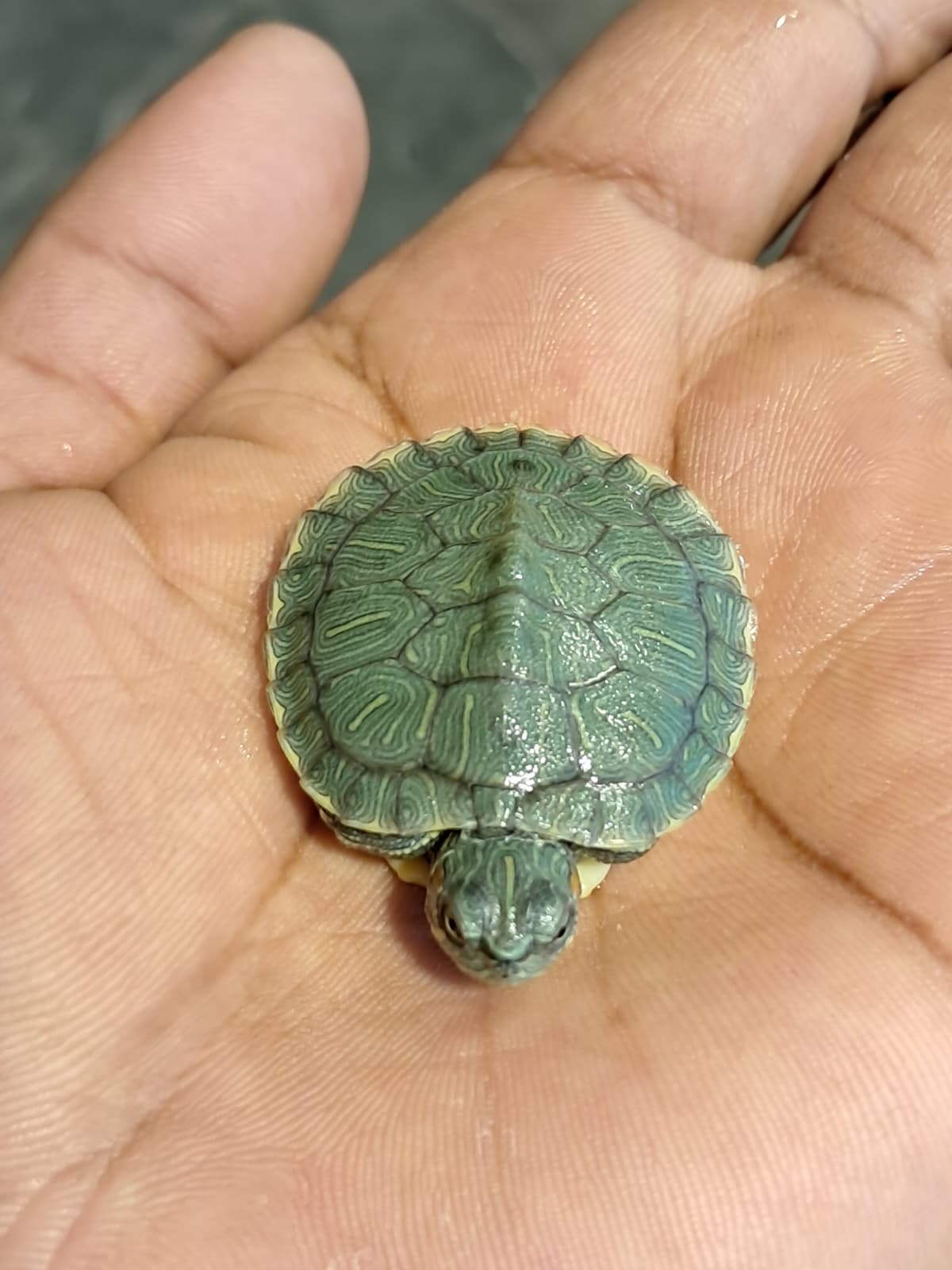 Red Eared Slider Turtle 😍