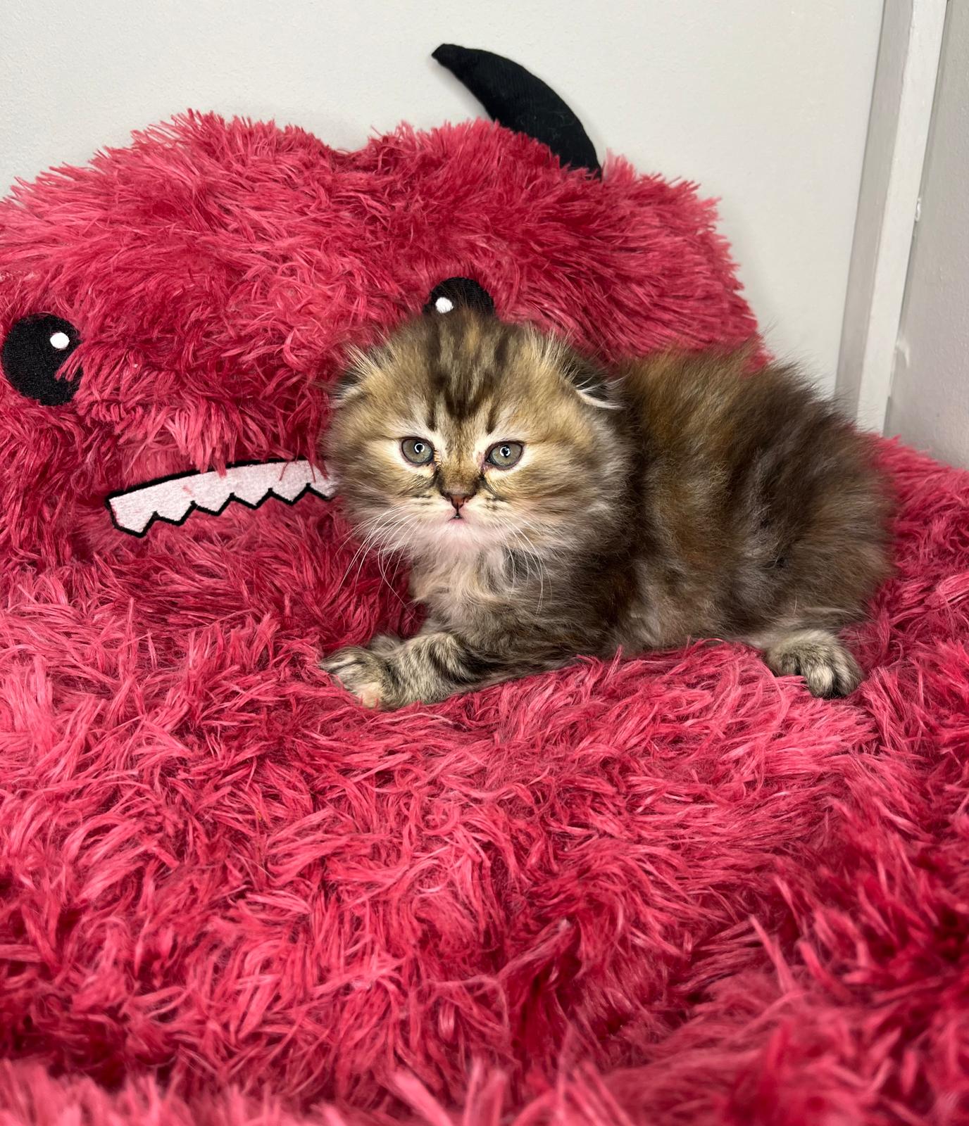 Scottish Fold 😍