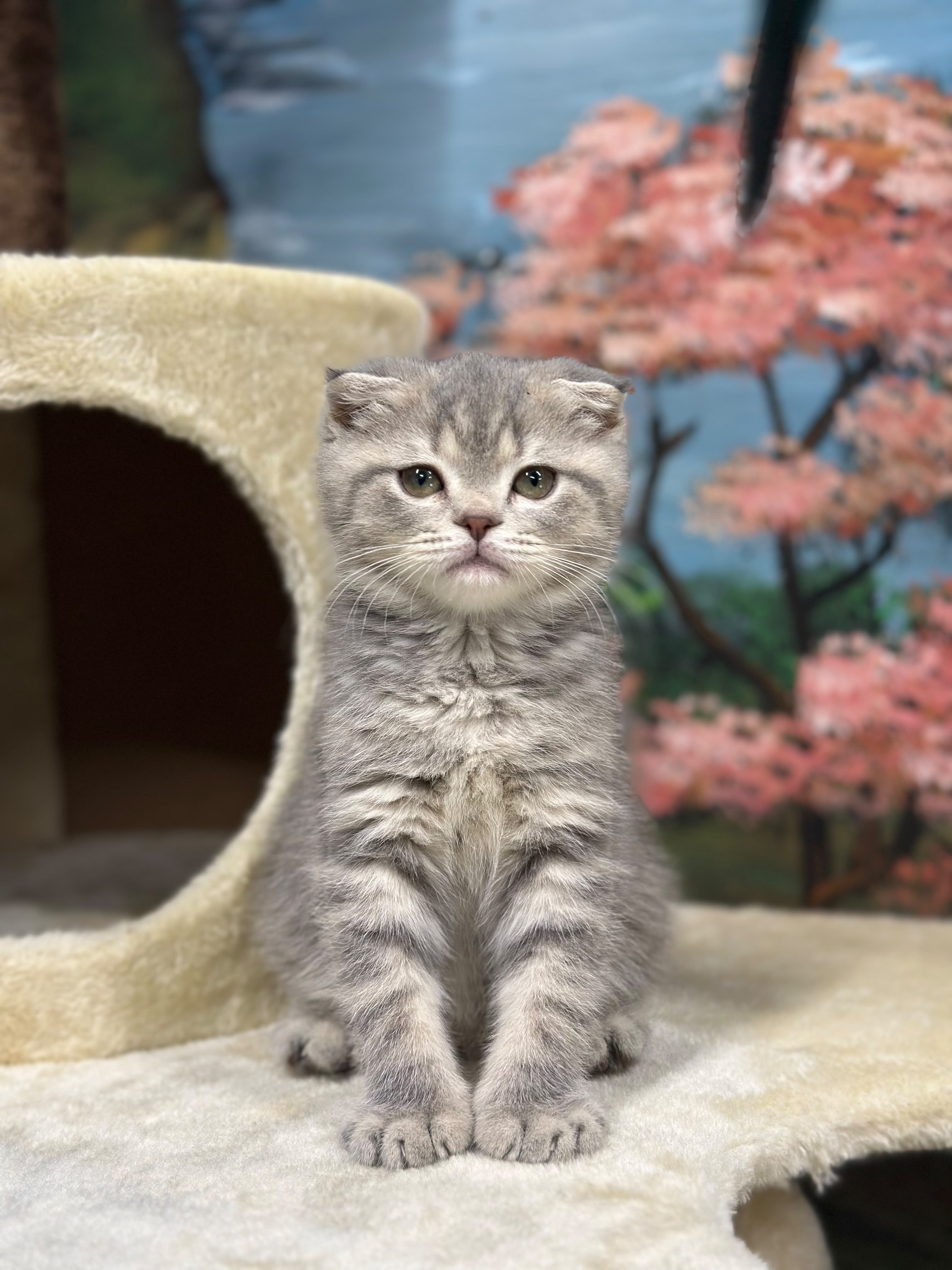 Scottish Fold 😍