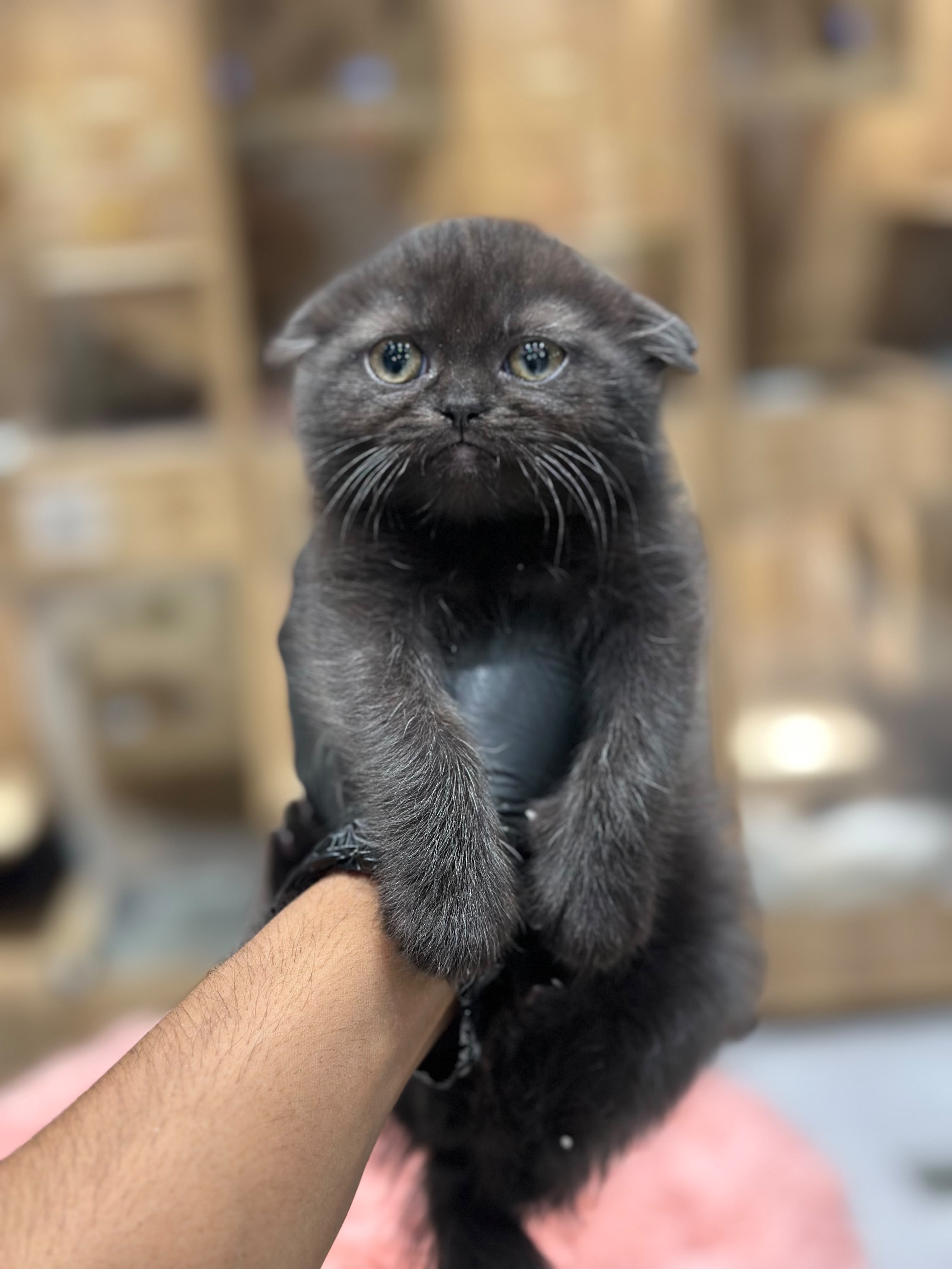 Scottish Fold 😍