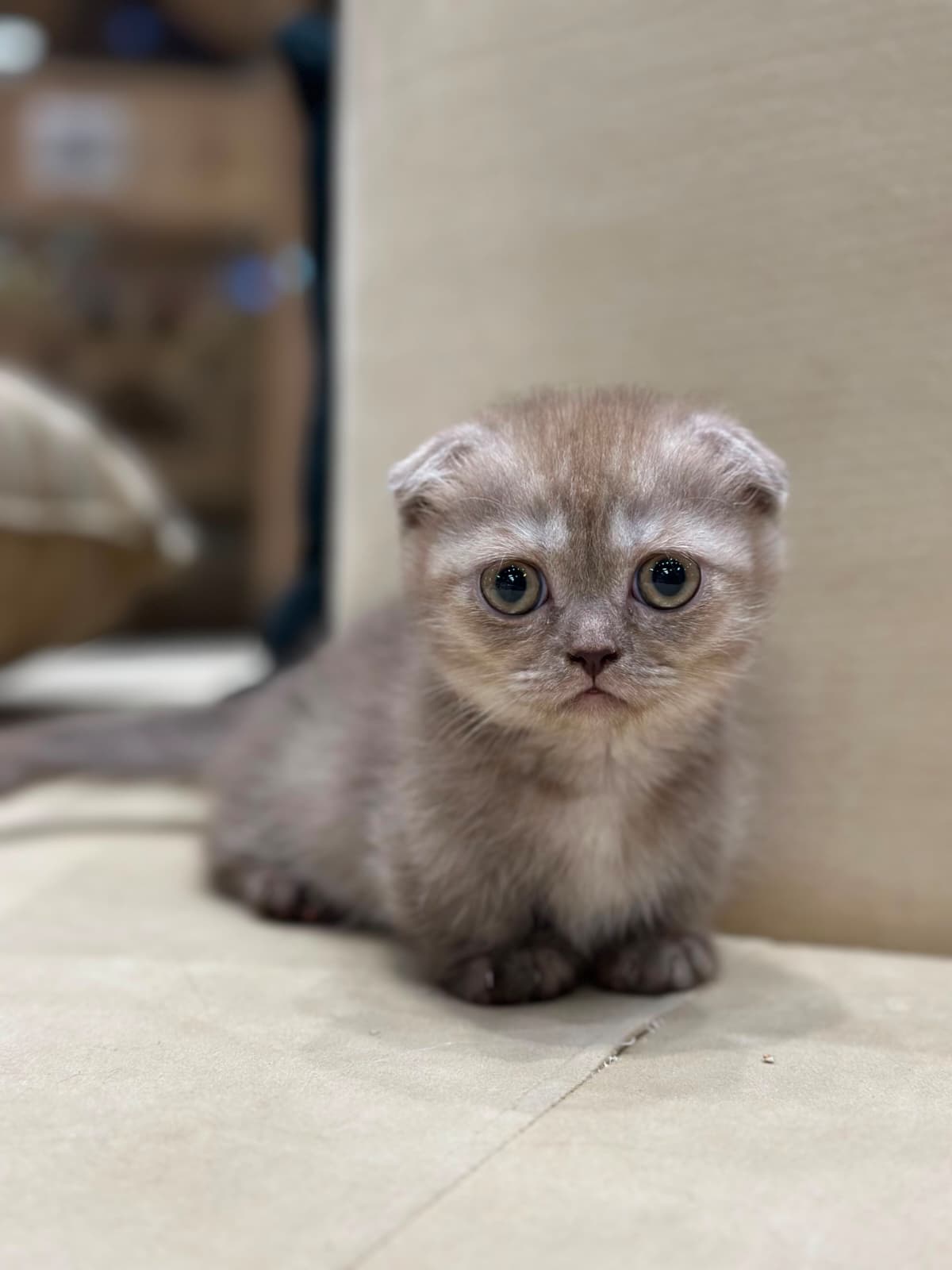Munchkin 😍