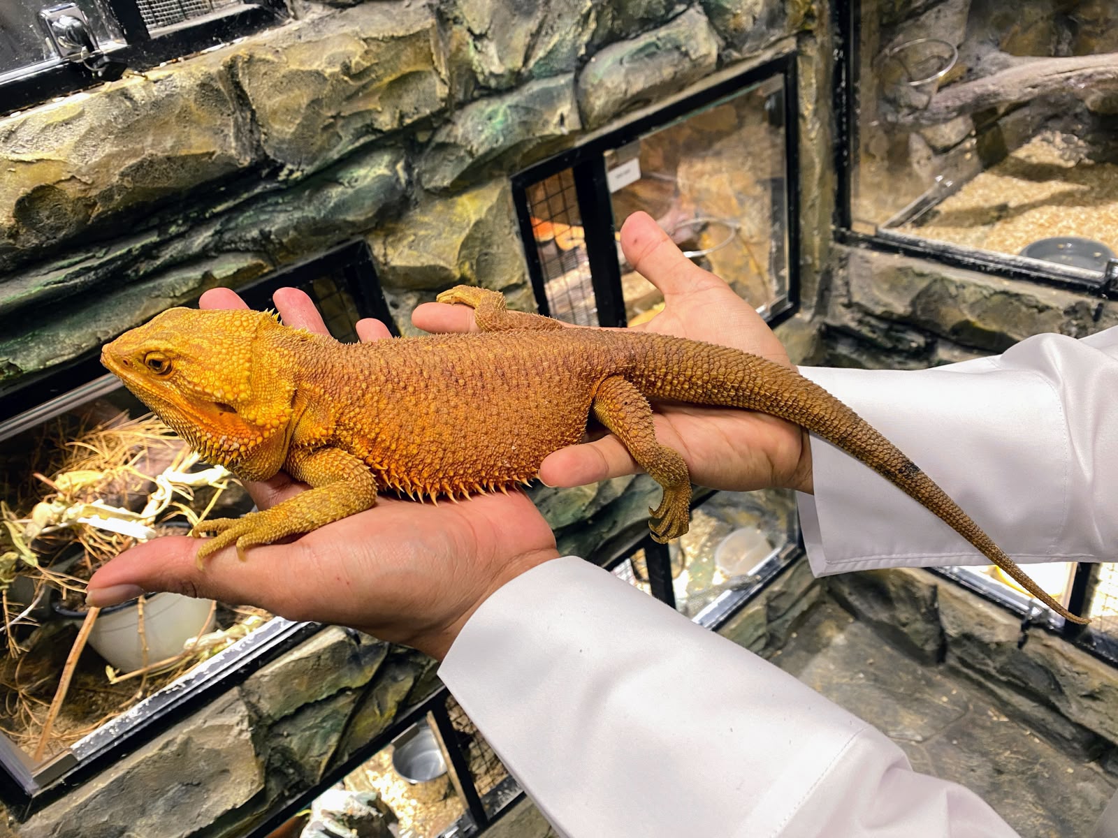 Red & Yellow Bearded Dragon 😍