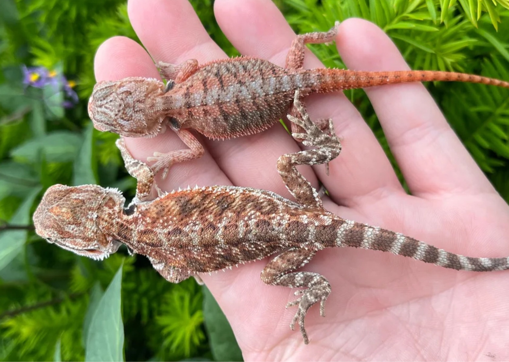 Baby Red Bearded Dragon 😍
