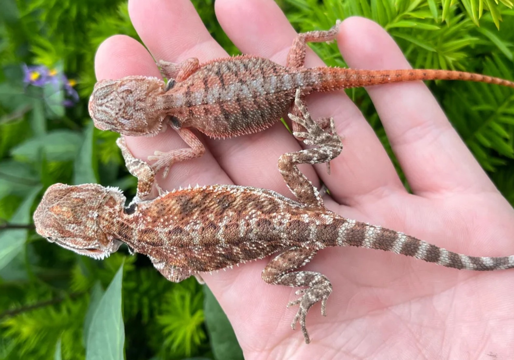 Baby Red Bearded Dragon 😍