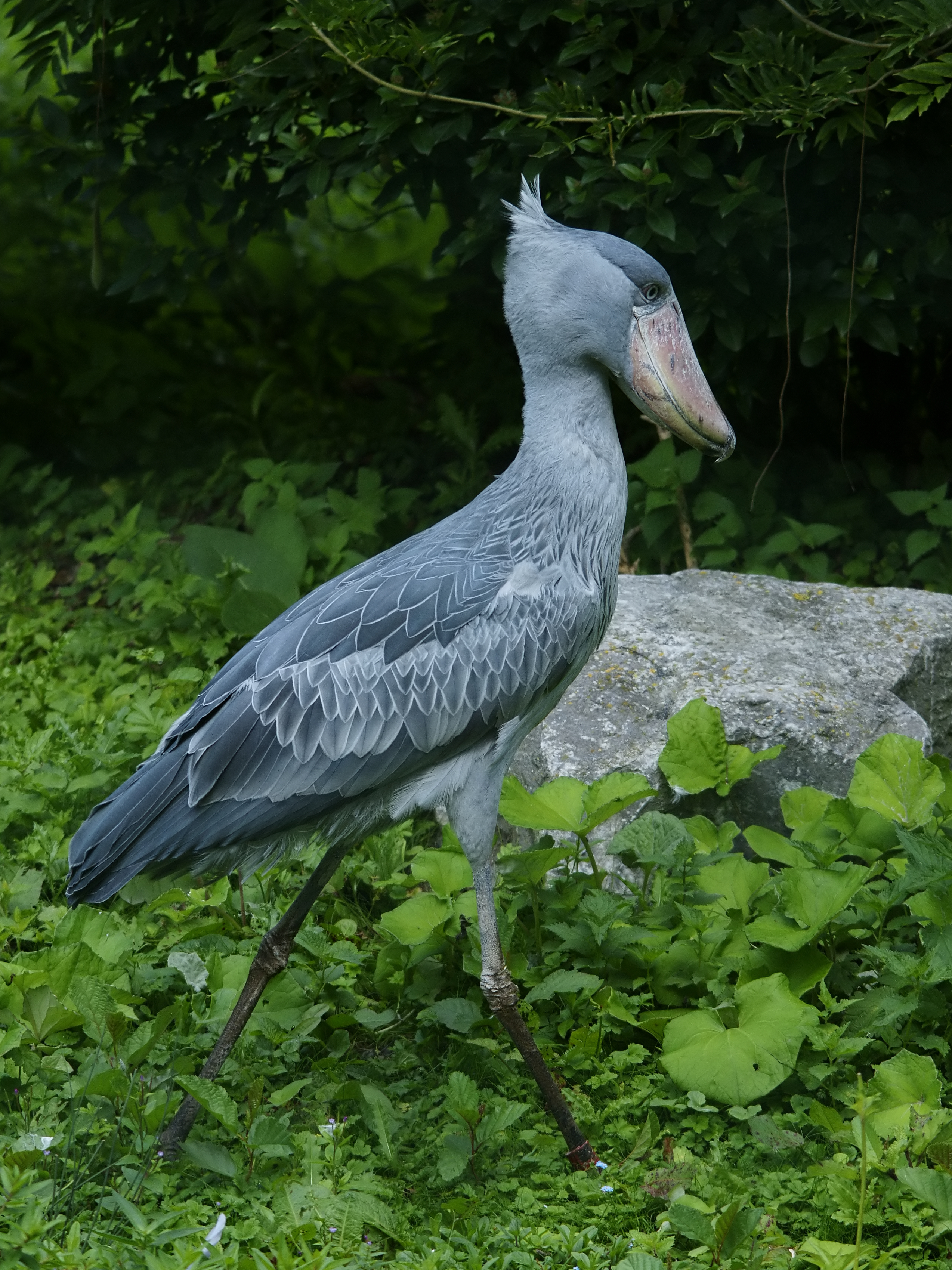 Shoebill 😍