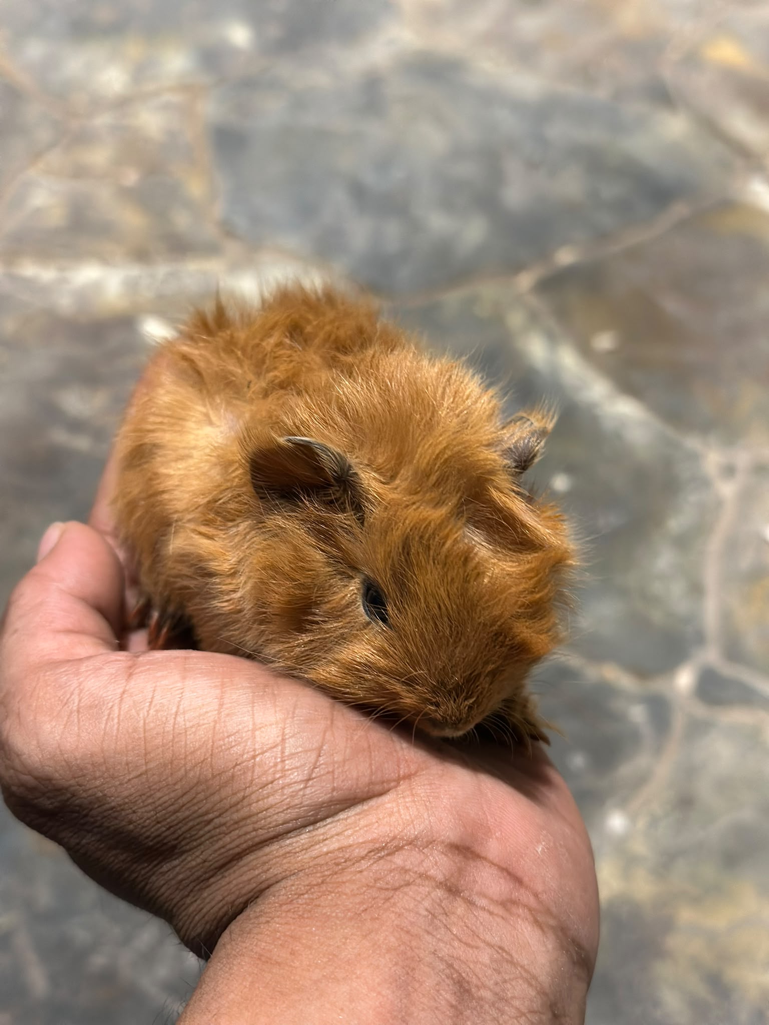 Long Haired Guinea Pig 😍