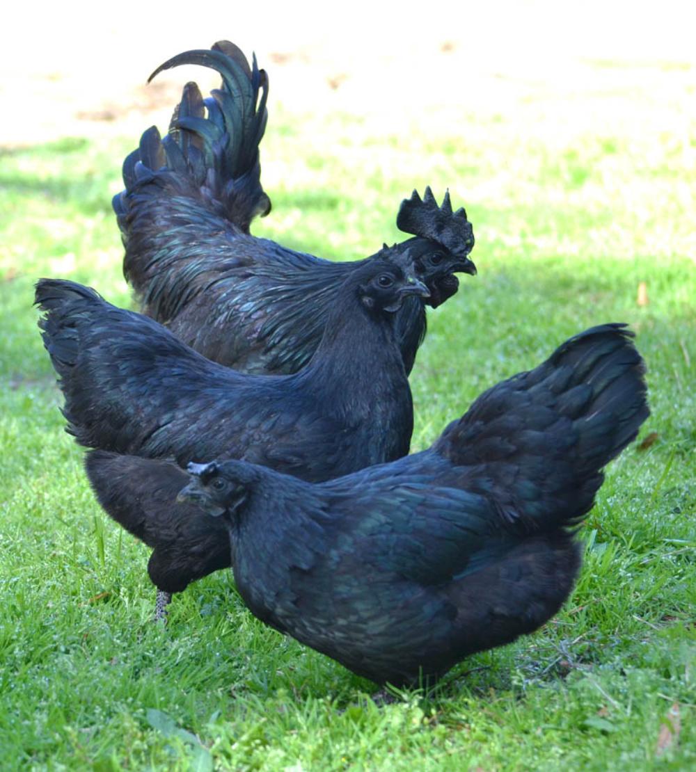 Ayam Cemani Chicken 😍