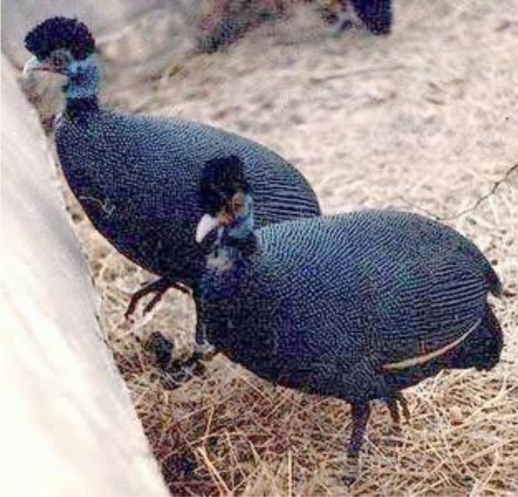 Crested Guinea Fowl 😍