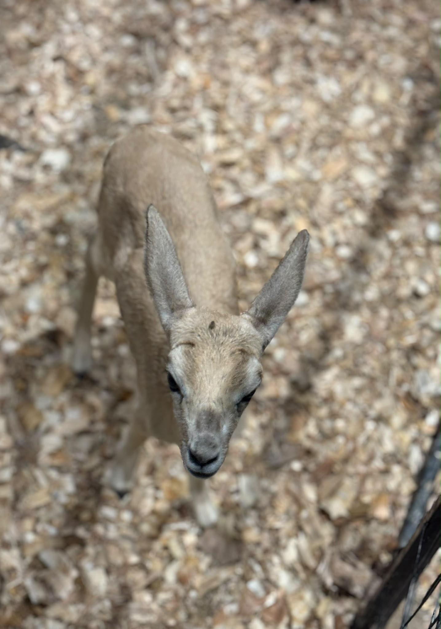 Reem Deer Small 😍